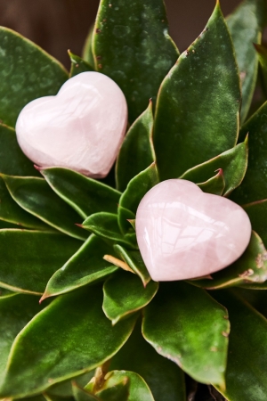 Two Rose Quartz Crystal Hearts on plant leaves