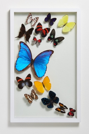 Fourteen Butterflies in White Frame - Earthbound Trading Co.