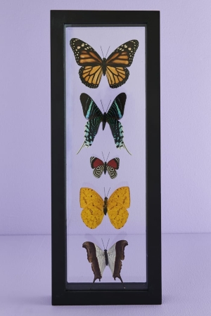 Five Butterflies in Black Frame example one