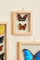 Two Butterflies in Natural Frame - Earthbound Trading Co.