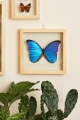 Blue Morpho Butterfly in Natural Frame - Earthbound Trading Co.